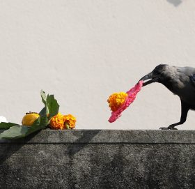 आज काग तिहार