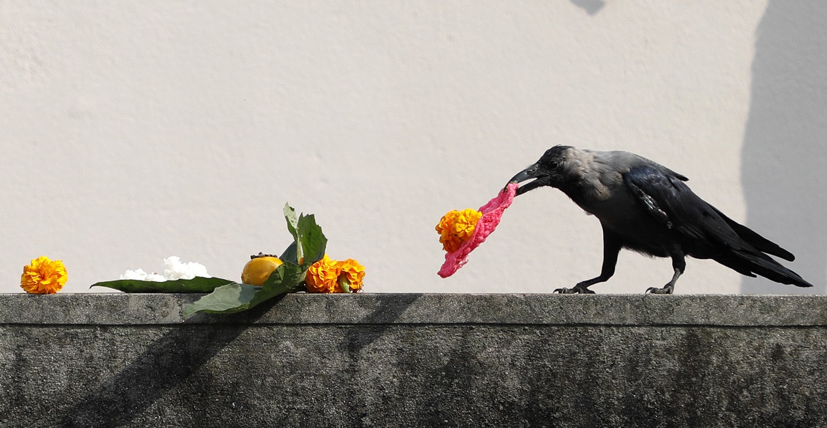 आज काग तिहार