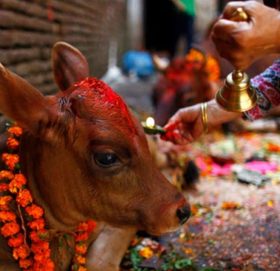 यमपञ्चक: आज गाई तिहार