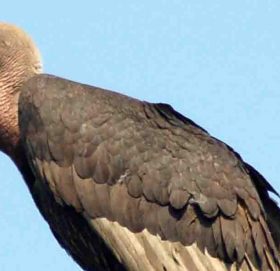 गिद्ध लोप हुँदा ५ लाख मानिसको मृत्यु