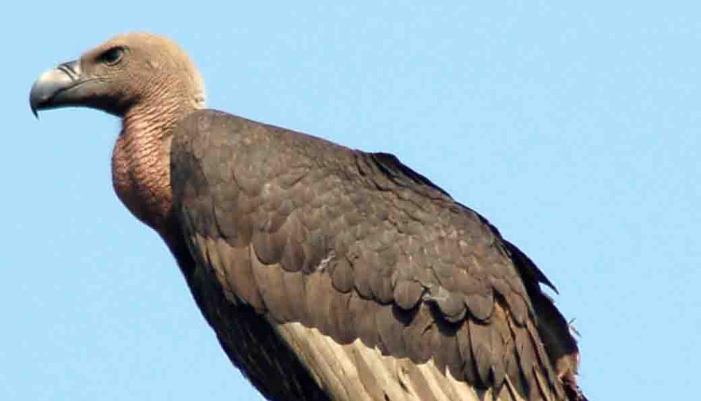 गिद्ध लोप हुँदा ५ लाख मानिसको मृत्यु