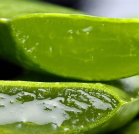 घ्यूकुमारी एक, लाभ अनेक