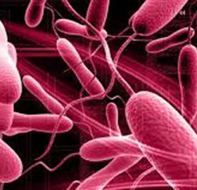 वीरगञ्जमा ९३ जनामा हैजा पुष्टि