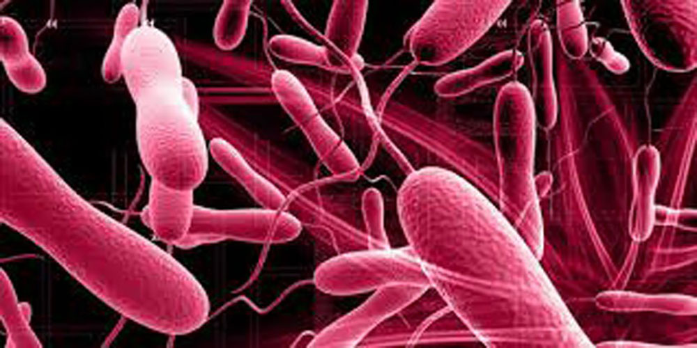 वीरगञ्जमा ९३ जनामा हैजा पुष्टि