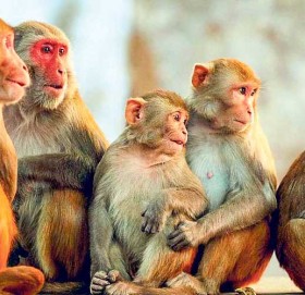 आर्थिकरूपमा सङ्कटग्रस्त श्रीलङ्काले चीनलाई एक लाख बाँदर बेच्ने तयारी