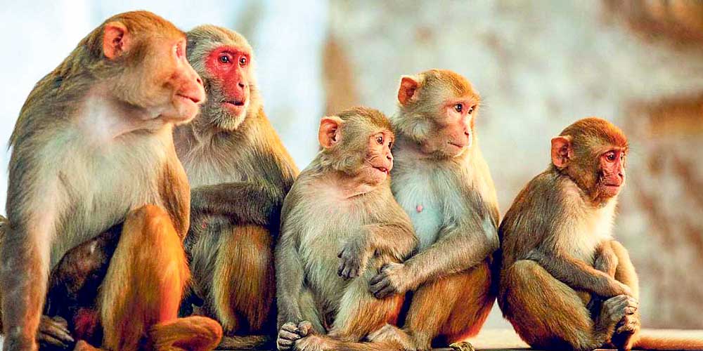 आर्थिकरूपमा सङ्कटग्रस्त श्रीलङ्काले चीनलाई एक लाख बाँदर बेच्ने तयारी