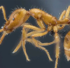 कमिलाको अनौठो व्यवहार : एक अर्काको मुखमा बान्ता गरेर मित्रता कायम !