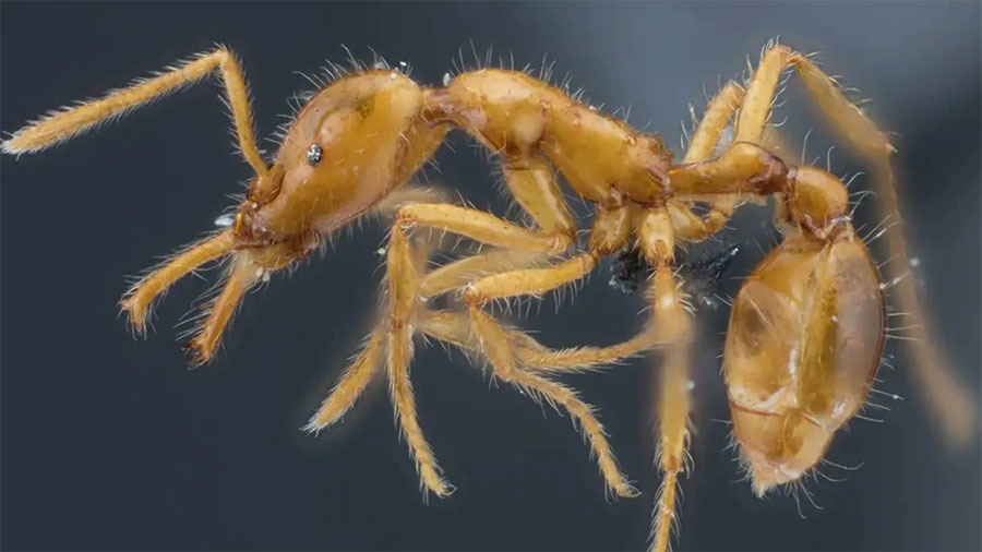 कमिलाको अनौठो व्यवहार : एक अर्काको मुखमा बान्ता गरेर मित्रता कायम !