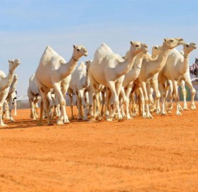 साउदी अरबमा ऊँट सुन्दरी प्रतियोगिता !