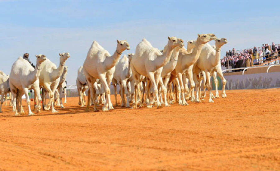 साउदी अरबमा ऊँट सुन्दरी प्रतियोगिता !