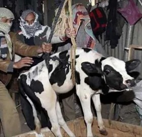 गाईवस्तु चोरले गरे ३८ गाउँलेको हत्या