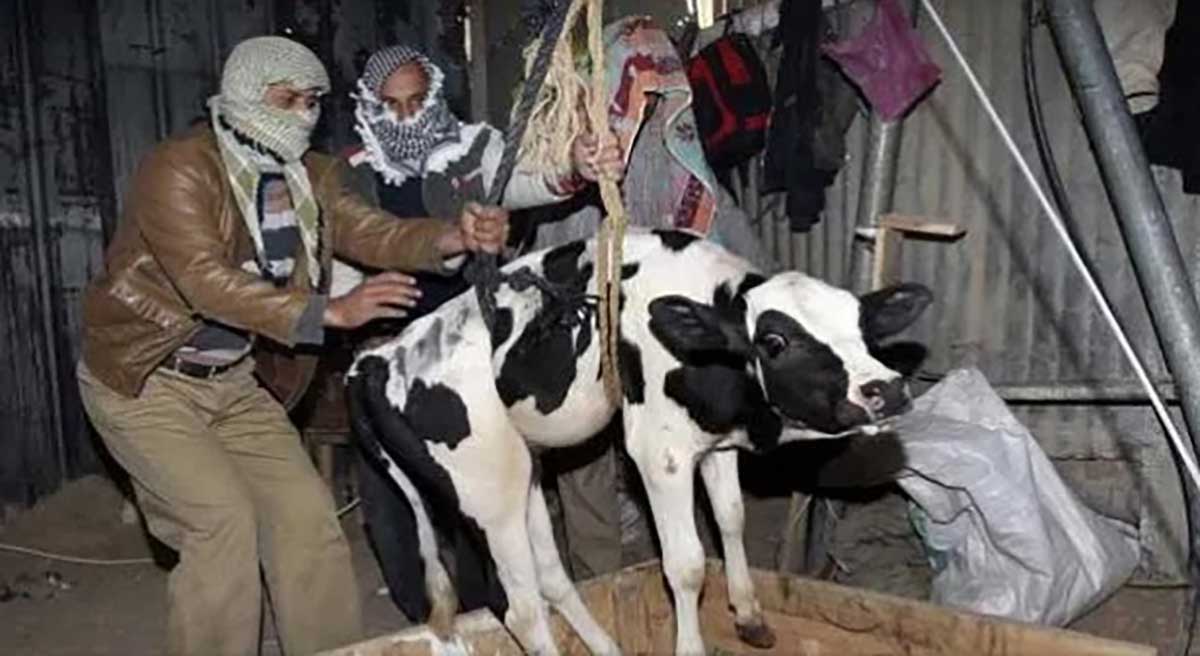 गाईवस्तु चोरले गरे ३८ गाउँलेको हत्या