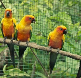 अश्लील गाली गर्ने ५ सुगाहरु जसका कारण चिडियाखाना भयो बदनाम !