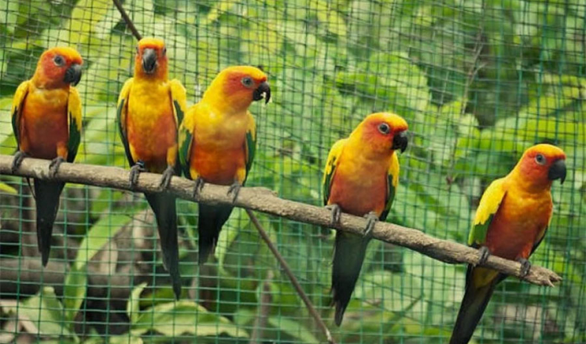 अश्लील गाली गर्ने ५ सुगाहरु जसका कारण चिडियाखाना भयो बदनाम !