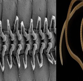अष्ट्रेलियामा भेटियो संसारकै अनौठो जीव, जसका १ हजार ३०६ वटा खुट्टा छन् !