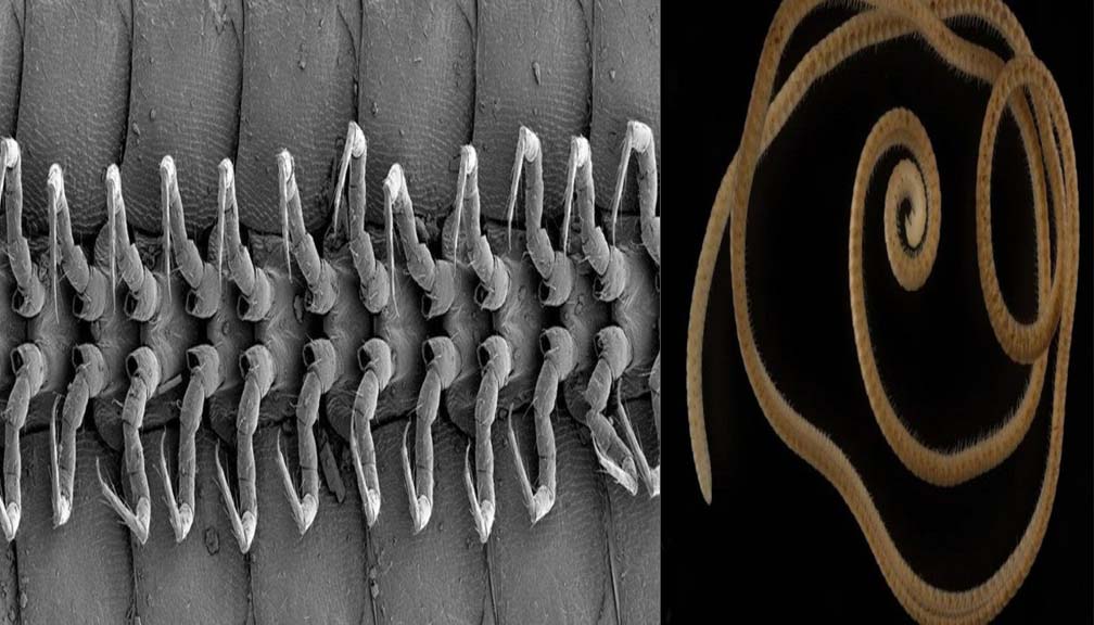 अष्ट्रेलियामा भेटियो संसारकै अनौठो जीव, जसका १ हजार ३०६ वटा खुट्टा छन् !