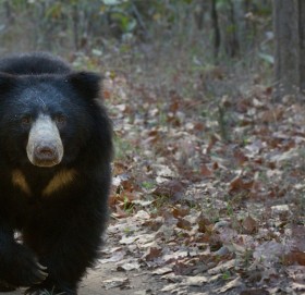 बाजुरामा भालुकाे आक्रमणबाट एक महिला  घाईते