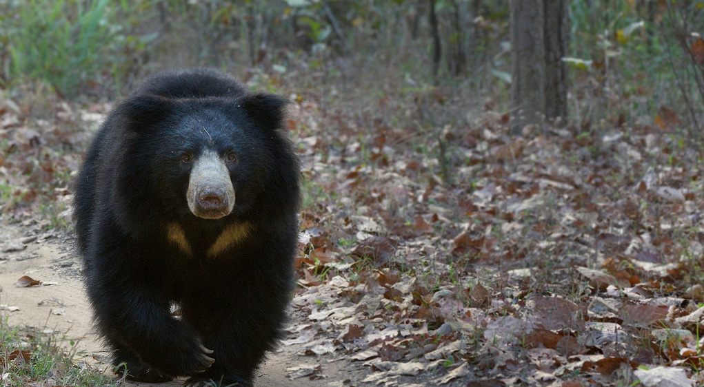 बाजुरामा भालुकाे आक्रमणबाट एक महिला  घाईते