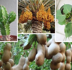 घर आसपासमा यी ४ बोटबिरुवा हुनु शुभ मानिँदैन