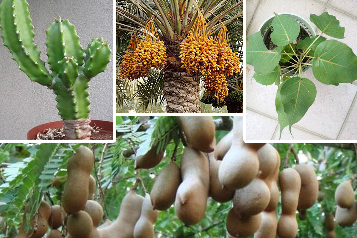 घर आसपासमा यी ४ बोटबिरुवा हुनु शुभ मानिँदैन