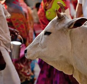 महिलाले गरिन् गाईसँग बिहे