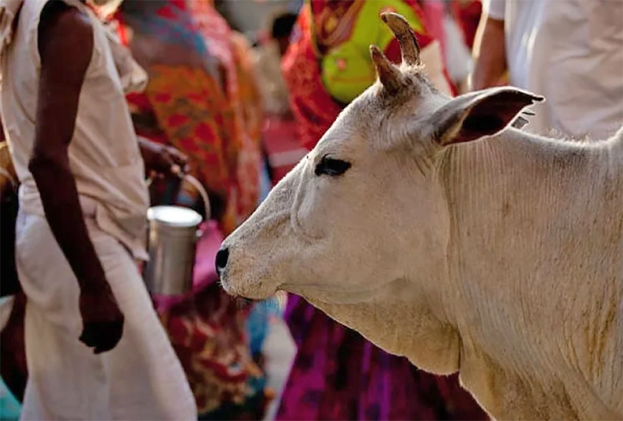 महिलाले गरिन् गाईसँग बिहे