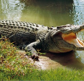 राप्ती नदीमा एक सय गोही छोड्ने तयारी