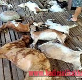 बाजुराको हिमाली गाउँपालिकामा भालु खोरमा पसेर २५ बाख्रा मार्यो