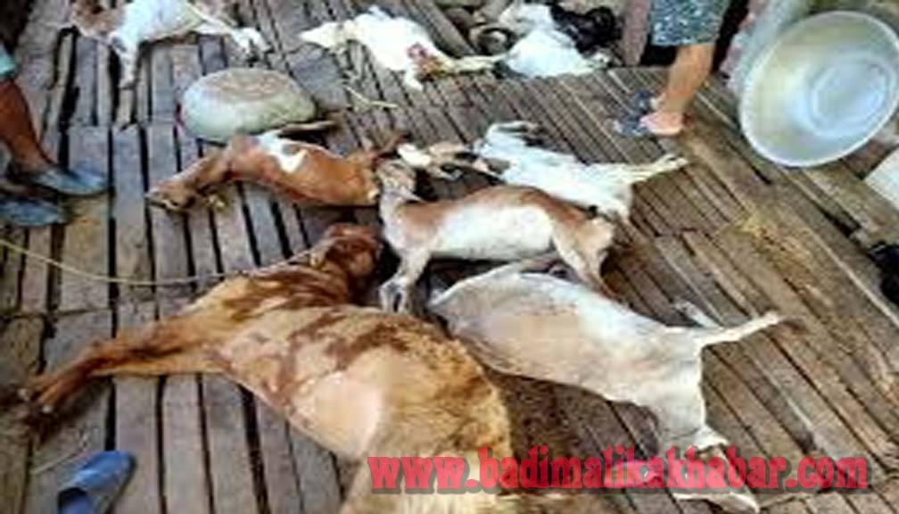 बाजुराको हिमाली गाउँपालिकामा भालु खोरमा पसेर २५ बाख्रा मार्यो