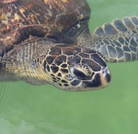 कछुवाको मासु खाँदा सातको मृत्यु