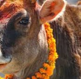 गाईले सुनको सिक्री निलेपछि…