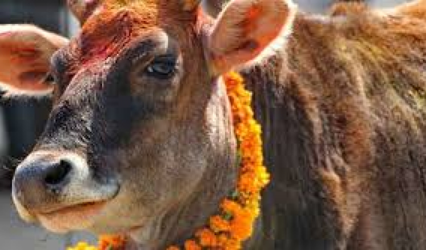 गाईले सुनको सिक्री निलेपछि…