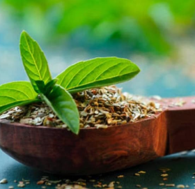 आषाढ शुक्ल एकादशीः तुलसीको बिरुवा सारिँदै