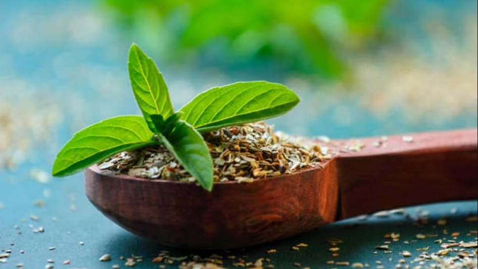 आषाढ शुक्ल एकादशीः तुलसीको बिरुवा सारिँदै