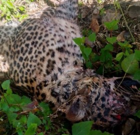 बझाङमा चितुवा मृत भेटियो