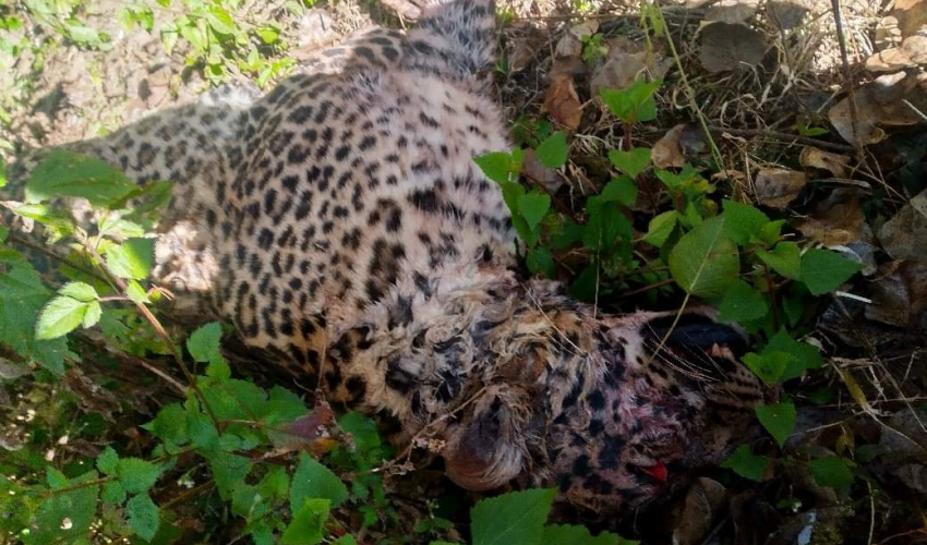 बझाङमा चितुवा मृत भेटियो