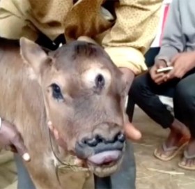 जन्मियो ३ आँखा र ४ नाक भएको बाच्छो !