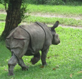 गैंडाको आक्रमणबाट एकजनाको मृत्यु