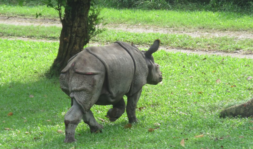 गैंडाको आक्रमणबाट एकजनाको मृत्यु