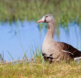 नारायणी नदीको भङ्गालोमा नयाँ प्रजातिका चरा भेटिए
