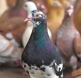 करोडपति परेवा, जसको नाममा सयौं बिघा जमीन र लाखौँ नगद