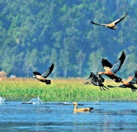 चाँगुनारायण जङ्गलमा चरा गणना सुरु