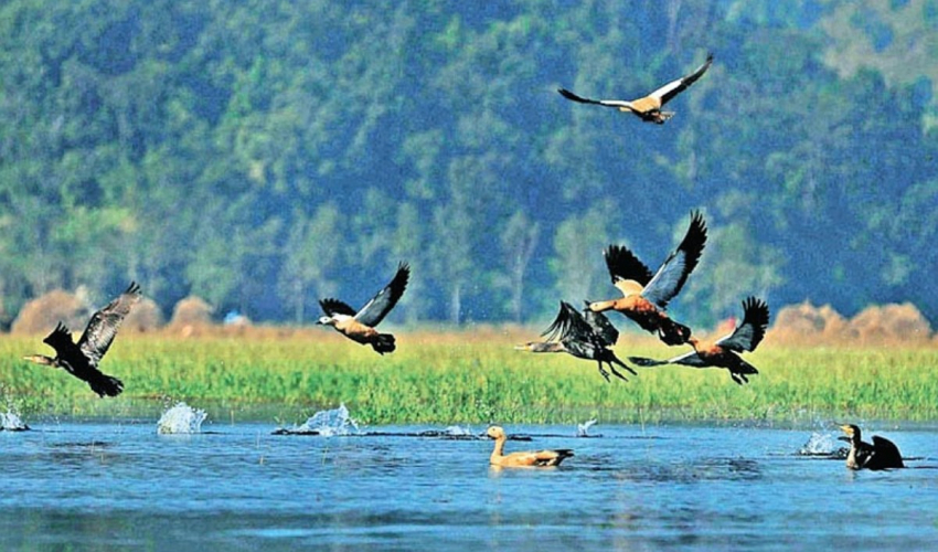 चाँगुनारायण जङ्गलमा चरा गणना सुरु