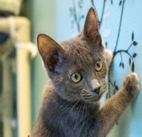 दक्षिण कोरियामा हुने अधिकांश आगलागीमा बिराला दोषी