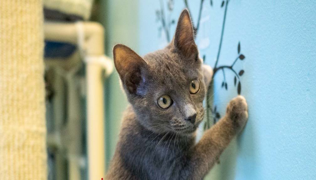 दक्षिण कोरियामा हुने अधिकांश आगलागीमा बिराला दोषी