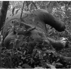 बर्दियामा जङ्गली हात्ती मृत फेला