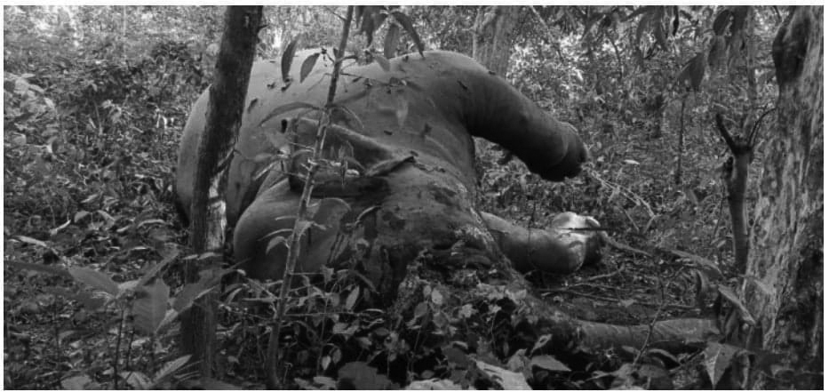 बर्दियामा जङ्गली हात्ती मृत फेला