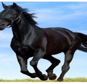 घोडाबाट लडेर एक बालिकाको मृत्यु