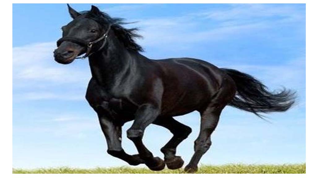 घोडाबाट लडेर एक बालिकाको मृत्यु