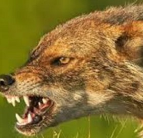 कञ्चनपुरमा स्यालको टोकाइबाट बालिका घाइते